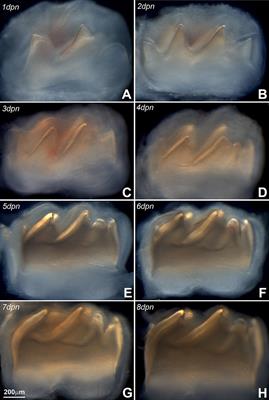 Integrative Temporo-Spatial, Mineralogic, Spectroscopic, and Proteomic Analysis of Postnatal Enamel Development in Teeth with Limited Growth